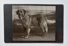 Antique Mounted Photo Handsome Big Dog Named Major Family Pet picture