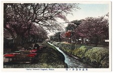 Koganei Tokyo Japan - Cherry Blossoms antique postcard picture