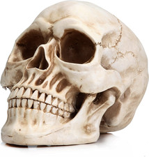 Halloween Skull Head, Life Size Resin Skull, Large Size Adult Skull Head Model f picture