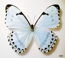 Morphidae Morpho catenaria catenarius A1 from BRAZIL - #0696 picture