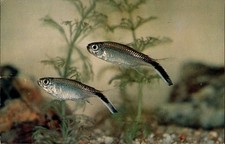 1962 Thayeria Hockey-stick Fish Postcard Aquarium Dr Herbert Axelrod TFH picture