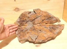  14 inch Ophiura & Spinadiscus lefebvrei Starfish  Authentic Ordovician Brittle  picture