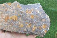 Spinadiscus lefebvrei Starfish Fossil – Authentic Ordovician Brittle Star Fossil picture