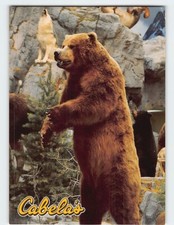 Postcard Cabelas Sidney Nebraska Showroom Mountain Taxidermy Bears P-150989 picture