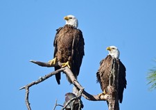 photograph of two American bald eagles (13x19 print) picture