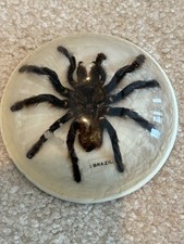 Brazilian Tarantula Specimen-Preserved Natural History Display-c. 35 Years Old picture