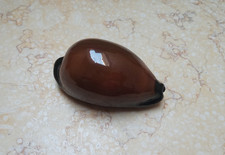 F cypraea exusta dark very rare red sea shell 73.5mm F++++ super natural glossy picture