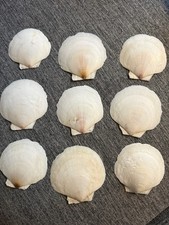 9 Large Scallop Shells Nautical Beach picture