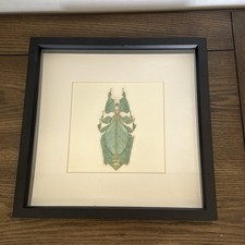 Real Walking Leaf phyllium Insect Taxidermy Display 3D bugunderglass.com picture