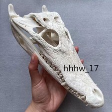 1PC Crocodile Head Skull Specimen Skeleton Animal Model Collect Halloween Decor picture