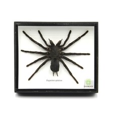 Real Preserved Tarantula Taxidermy Display 6