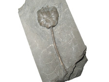 Silurian Rochester Shale crinoid fossil Lecanocrinus macropetalus rare type picture