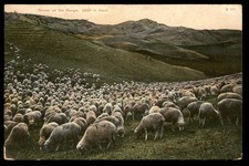 Postcard Sheep Herd on Range MT picture