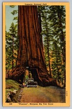 Yosemite National Park Wawona Mariposa Big Tree Grove c.1934 picture