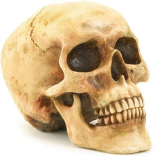 Realistic Human Skull Statue Polyresin Halloween Gothic Table Home Decor picture