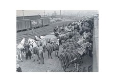 1931 Ringling Circus Horses Hoods Milk Boston Rail Yard Glass Negative OOAK picture