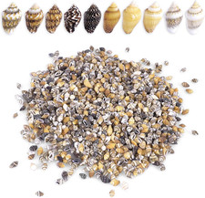 2000 PCS Tiny Mini Small Sea Shells for Crafting Spiral Conch Shells for Crafts picture