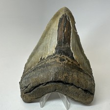 Megalodon Shark Tooth 5.76 Inch - Massive - Beautiful Fossil - Authentic 20342 picture