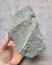 Rare Fossil Multi Plate Rochester Shale New York picture
