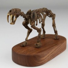 Smilodon populator Statue Skeleton Model Animal Model Display 2.5in Height picture