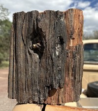 ☘️RR⛏️: Rough Detailed Woodworthia Petrified Wood, NE AZ. 15+ Lb. picture