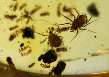 A101 BU2240 Swarm of Mites in Burmese Amber Burmite 99mya picture