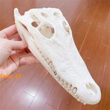 1PC Crocodile Head Skull Specimen Skeleton Animal Model Collect Halloween Decor picture