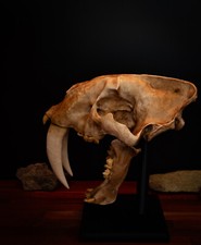 Smilodon Fatalis Skull Replica – Life Size Sabertooth Fossil Display picture