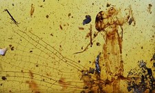 RARE Zygoptera (Damselfly), Fossil Inclusion in Burmese Amber picture