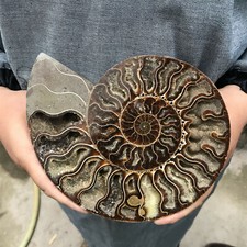 400g+ Natural Crystal ammonite fossil conch specimen healing Home decoration picture