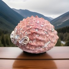 Red Abalone Shell California Large 7.5