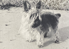 1950s? Cairn Terrier Cute Adorable Small Puppy Dog Pet Sidewalk Old Photo P20q23 picture