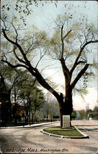 Washington Elm, Cambridge, Massachusetts, 1997 Postcard picture