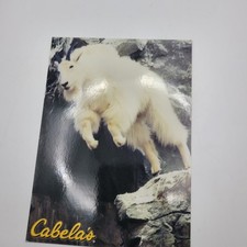 Cabelas Mountain Goat Postcard Dundee Michigan Wildlife Taxidermy Display picture