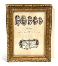 VINTAGE FRAMED CULTURED PEARLS & SHELLS JAPANESE OYSTER GROWTH DISPLAY picture