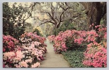 Orton Plantation Gardens Wilmington NC Azaleas Spanish Moss Postcard picture