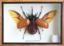 Real 5 Horned Rhino Beetle Eupatoris Gracilicornis Taxidermy Beetle Box Display picture
