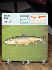 Alpine Char, 1977 Editions Recontre 4 3/4