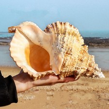 22-23cm 9Inch Natural Rubeta Conch Shell Sea Snail Gift Home Fish Tank Ornament picture