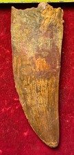 Rare Carcharodontosaurus Dinosaur Tooth T Rex Cousin 95 Mil Yrs Fossil 2 3/4” picture