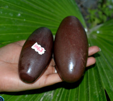 ShivaLingam Stone 3.75