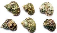 12 Small Green Turbo Shells (Size 3/4