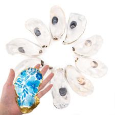 10Pcs 5-6 Inch Oyster Shells Large Natural Flat for Crafts | Cleaned Natural picture