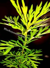 2 Live Mugwort Plant (Artemisia vulgaris) Lucid dreaming 12 - 18 inches tall picture