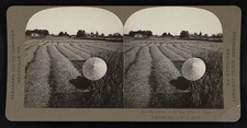 Photo:Japan 1906 Harvesting Rice Fields Farmer with Parasol Stereoview picture