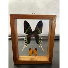 Vintage Real Taxidermy Butterfly Wood Glass Double Sided Shadow Box Wall Decor picture