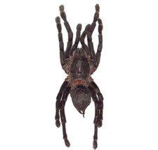 Haplopelma minax REAL TARANTULA SPIDER ARACHNID UNMOUNTED PACKAGED picture