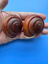 Set of 2 |Camaena diepae? | BIG size | Nice color | Landsnail Vietnam picture
