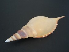 Huge Beauty...(Tibia) ROSTELLARIELLA MARTINII~115.3mm~Philippine SEASHELL picture