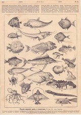 Antique russian Magazine from 1885. The World of Sea Monsters 1 page. picture
